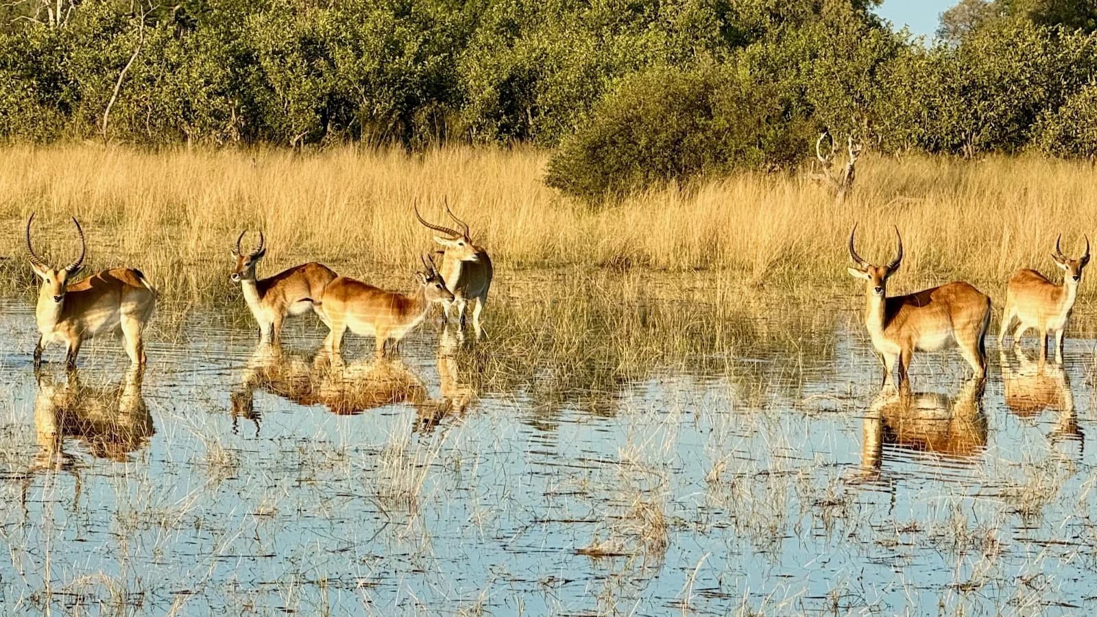 Herd of impala at sunset in Kruger National Park, showcasing the abundant wildlife and golden hour beauty of a South African safari.