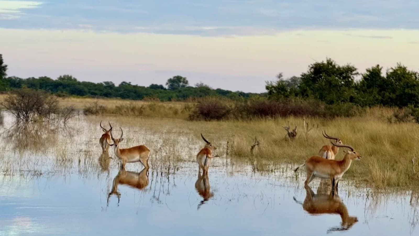 Impalas reflected in water at a watering hole during a Kruger National Park safari, one of the iconic wildlife experiences in South Africa’s premier Big 5 game reserve.