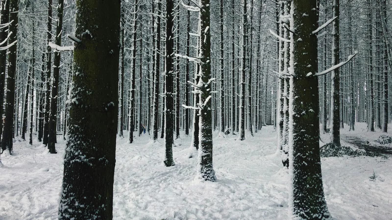 Snow-covered trees in the dense Ardennes forest near Bastogne, Belgium. The challenging winter terrain American soldiers fought through during the Battle of the Bulge.