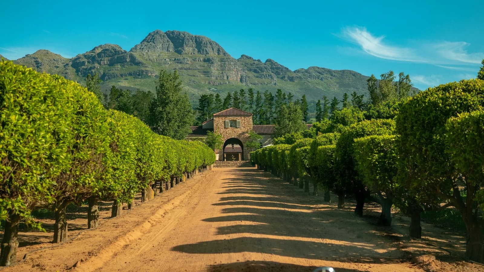 Picturesque tree-lined driveway leading to a historic estate in Stellenbosch, surrounded by vineyards and mountains in South Africa’s renowned Cape Winelands.