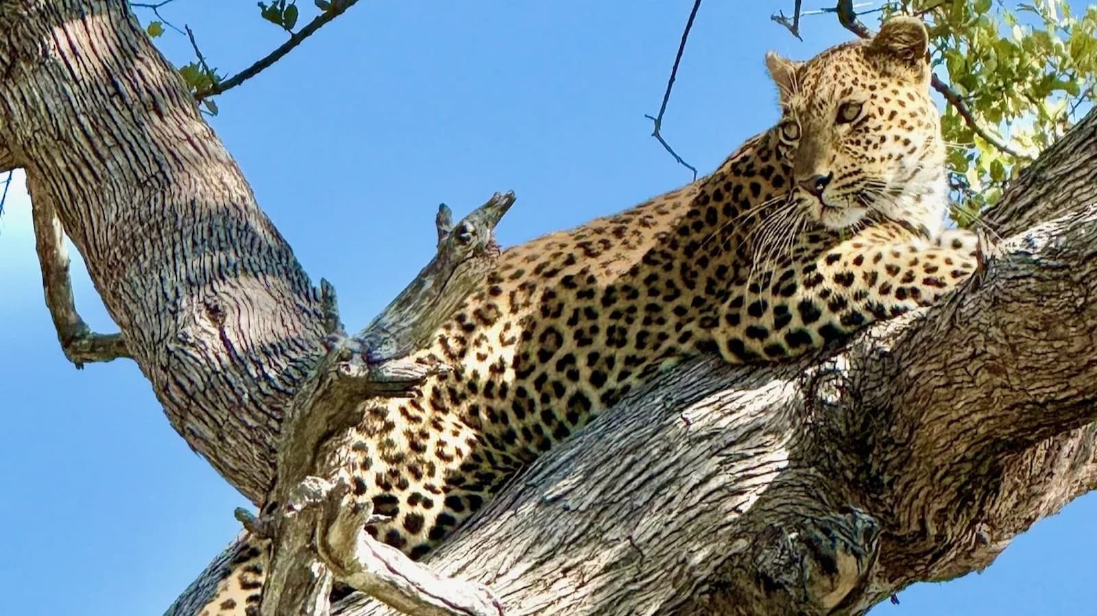 Majestic leopard resting in a tree on a game drive in Kruger National Park, one of the elusive Big 5 animals visitors hope to see on safari in South Africa.