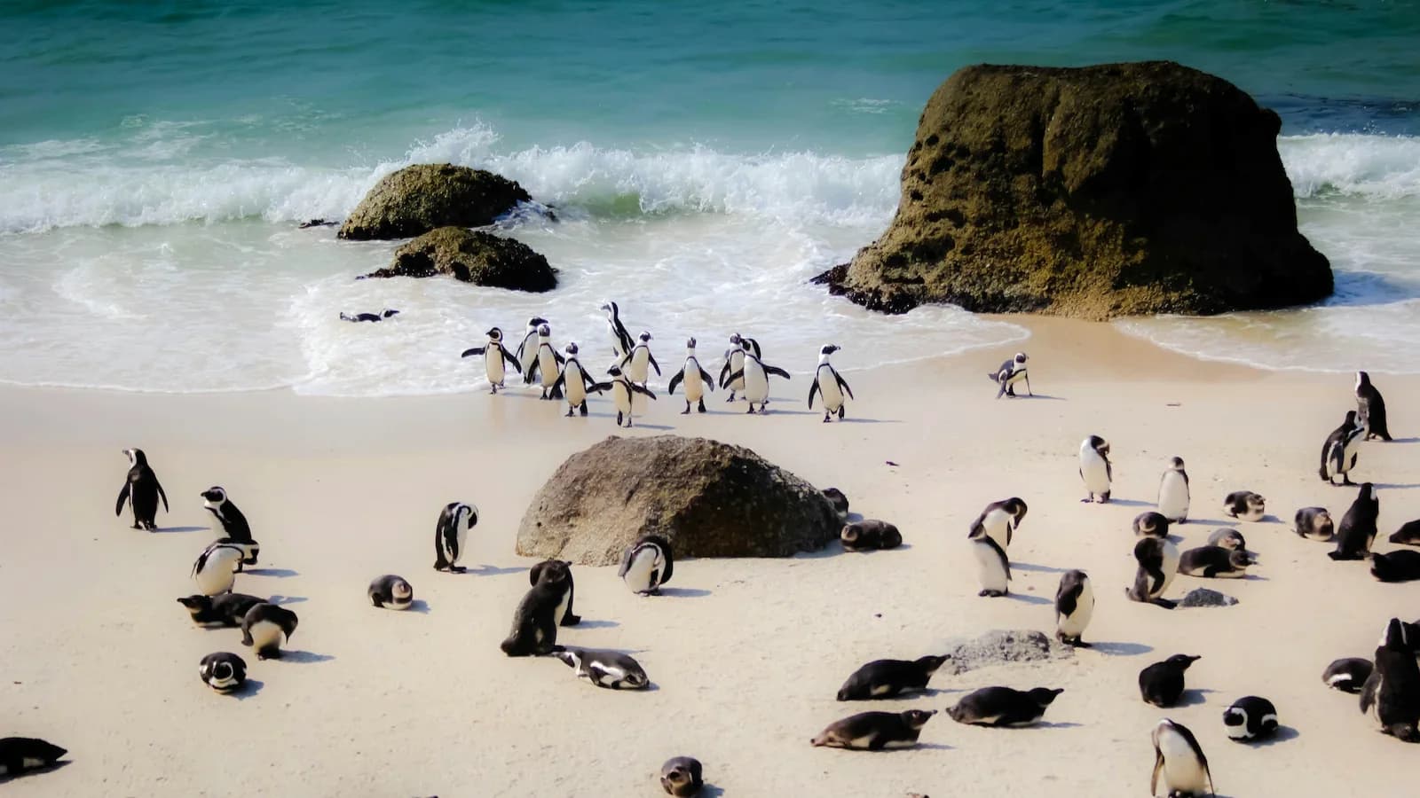 African penguins on the white sands of Boulders Beach near Cape Town, a charming wildlife stop on the Cape Peninsula portion of the itinerary.