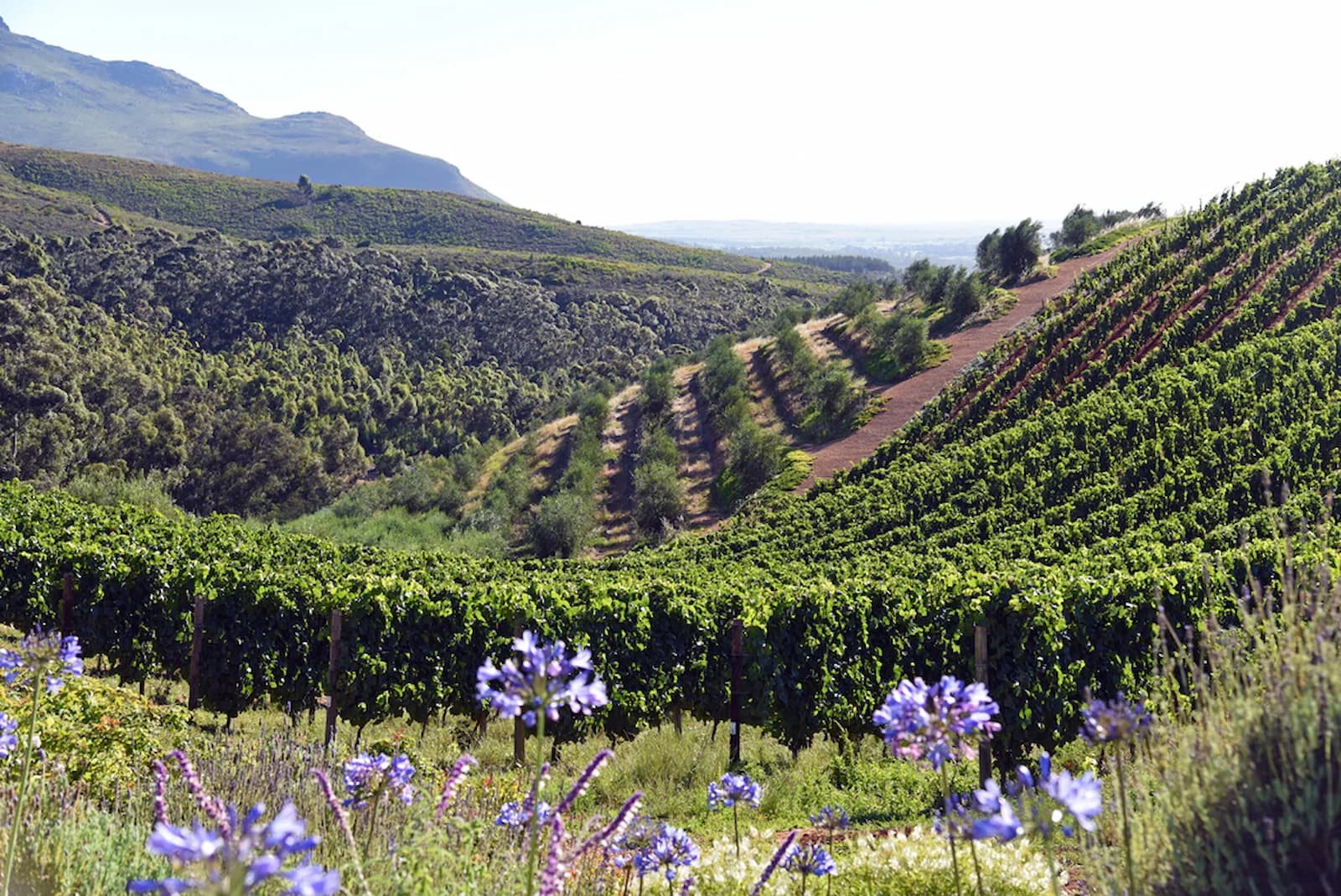 Vibrant vineyards and flowering gardens in the Stellenbosch region, part of South Africa’s beautiful Cape Winelands experience on this history and culture tour.