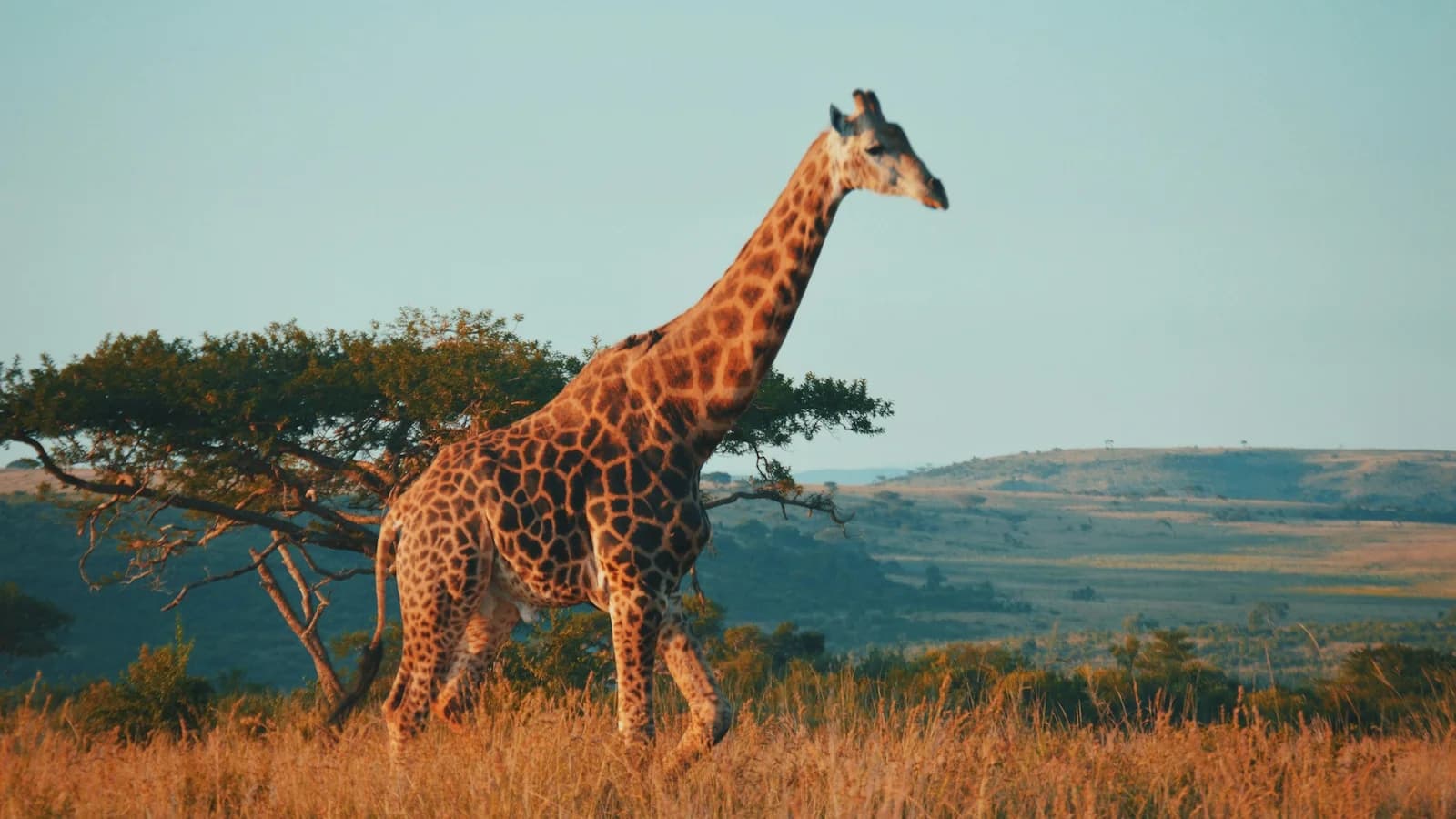 Tall giraffe walking through the golden savanna of Kruger National Park, an unforgettable sight on a luxury South Africa safari adventure.