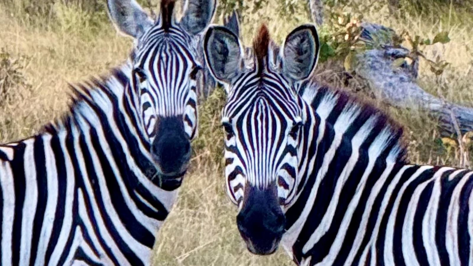 Close-up of zebras on safari in Kruger National Park, South Africa – classic African wildlife photography from one of the world’s greatest game reserves