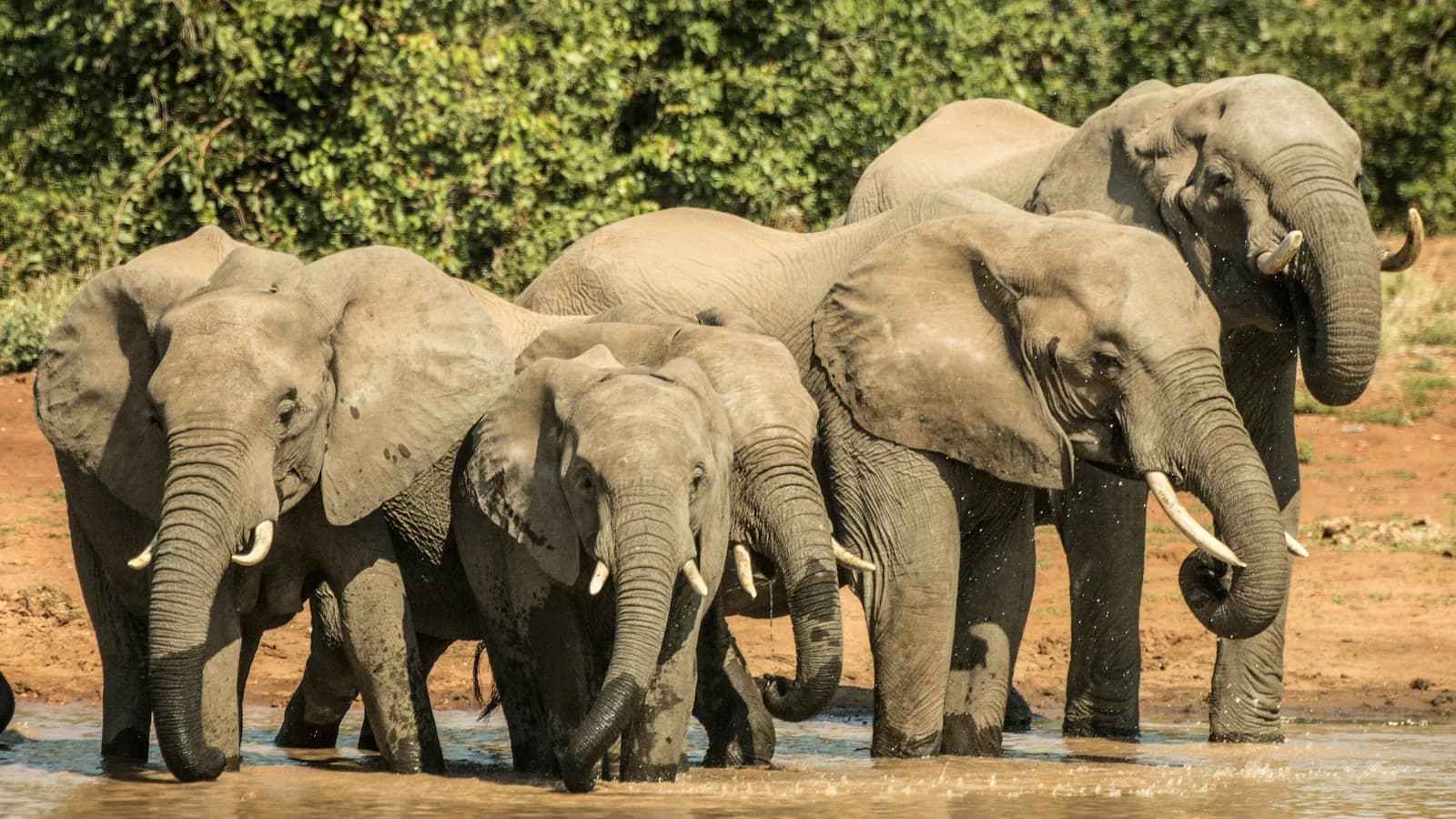 Herd of African elephants drinking at a watering hole in Kruger National Park, a highlight of Big 5 safari game drives in South Africa.