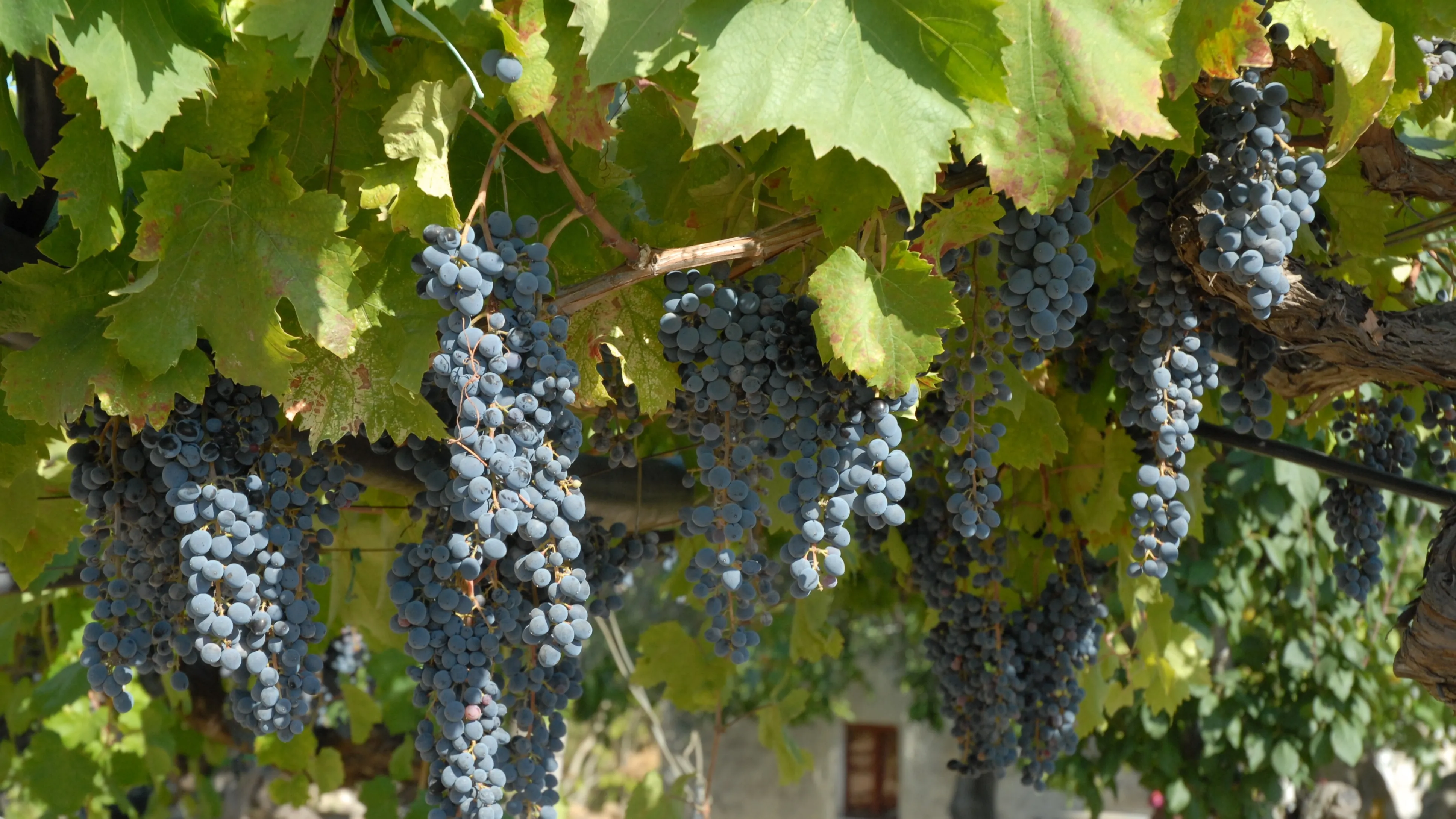 Nero d’Avola grapes on the vine in the Val di Noto wine region of Sicily. Featured during our winery stop exploring one of Sicily’s most important native grape varieties.