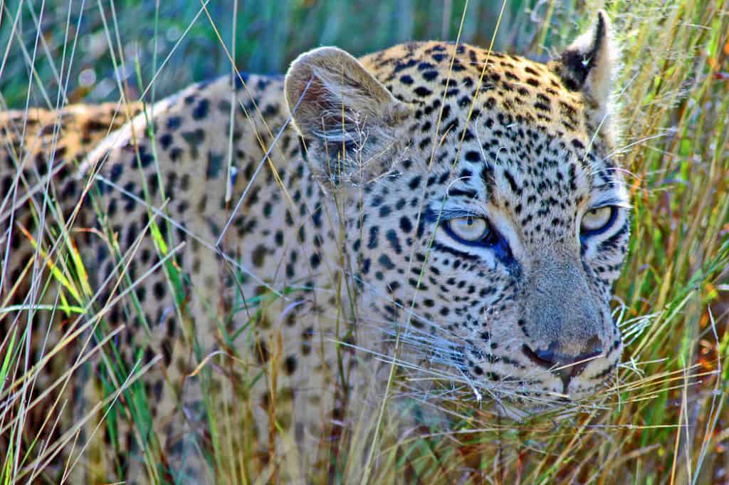 Kruger Park Leopard South Africa Tours
