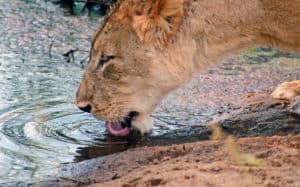 Kruger Park Lion South Africa
