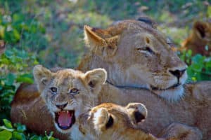 Kruger Park Lions South Africa
