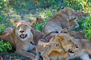 Kruger Park Lions South Africa
