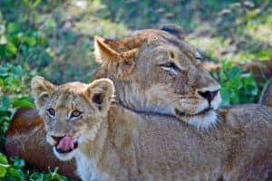Kruger Park Lion and Cub South Africa