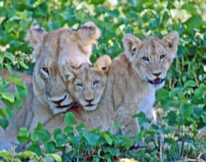 Kruger lions South Africa