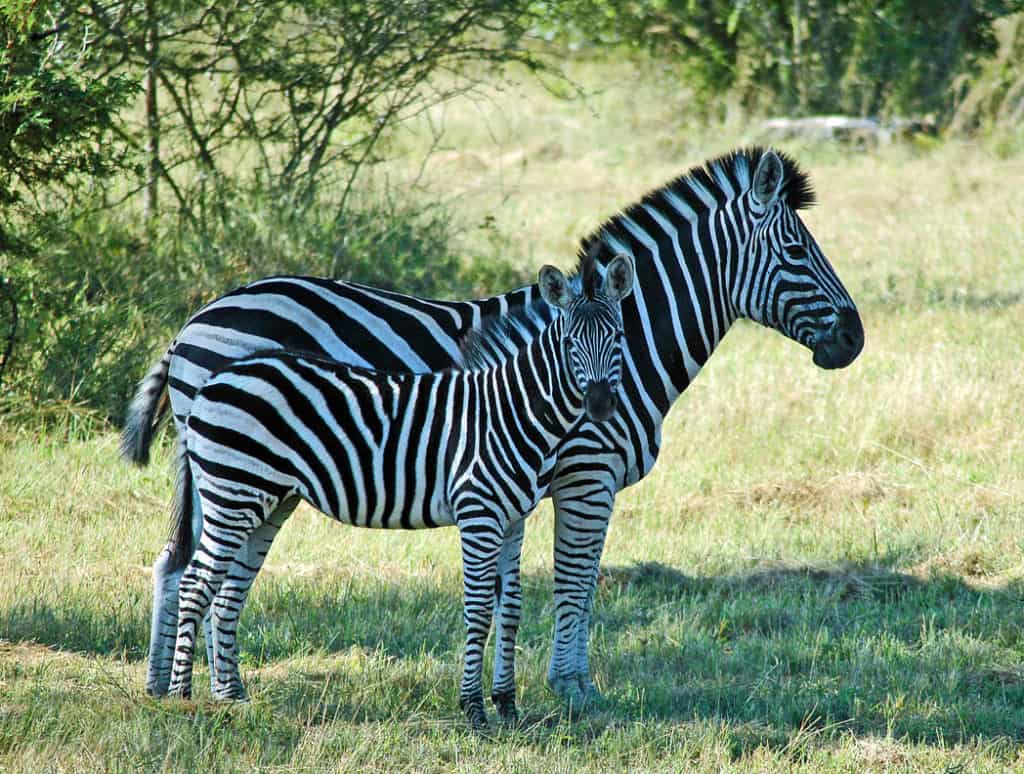 Kruger Park Zebra South Africa